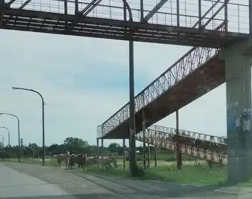 Caballos en la zona del puente peatonal de la Escuela 27.