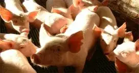 Se creó la Mesa Porcina en Entre Ríos