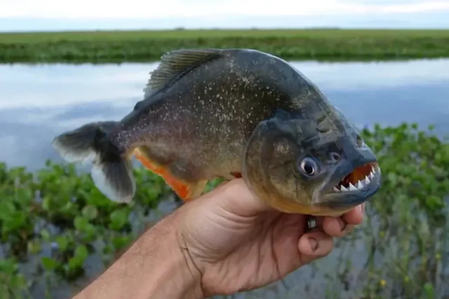 La provincia brindó recomendaciones ante la presencia de palometas en el río Paraná