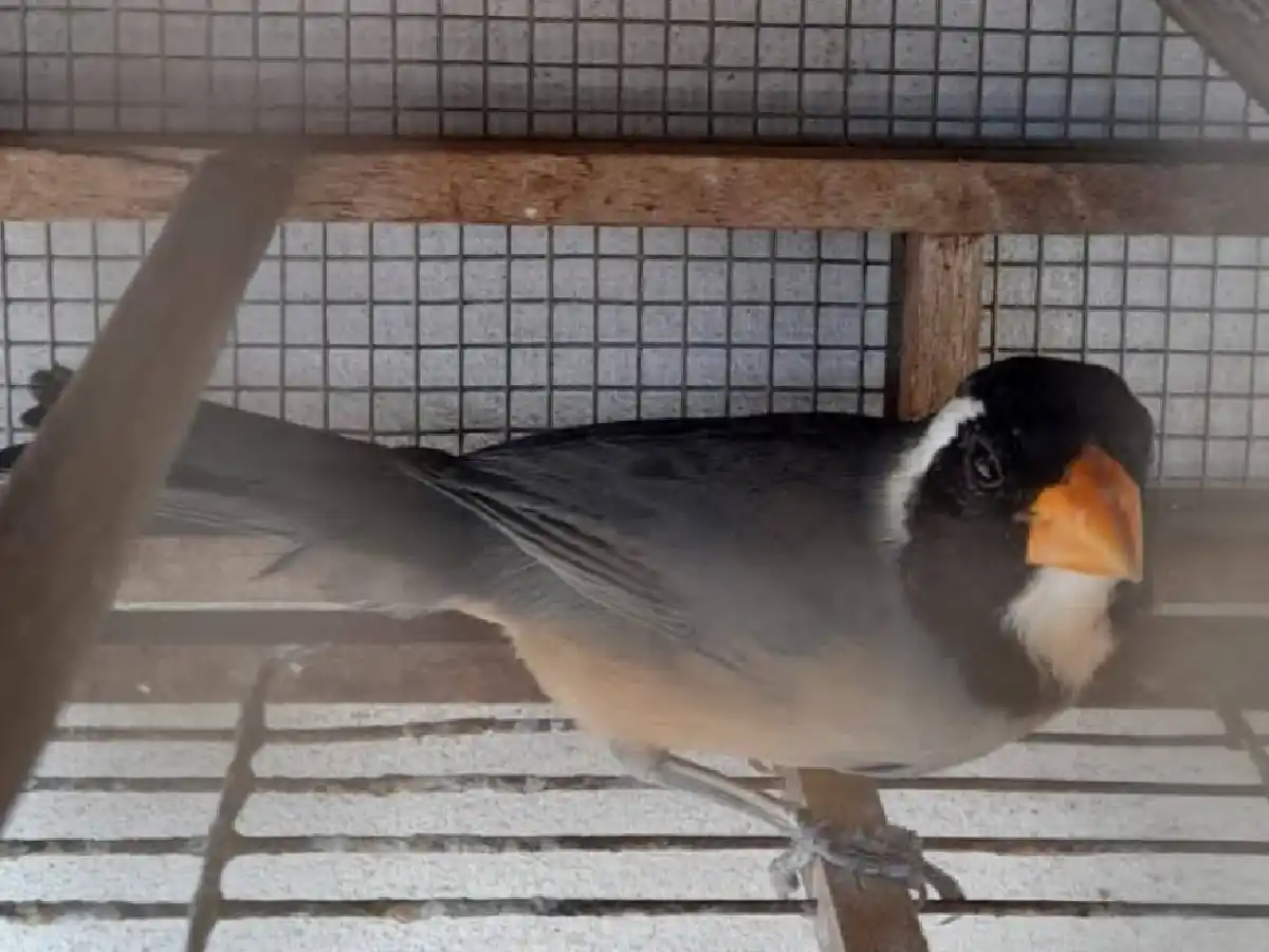 Policía Ambiental rescató 31 aves silvestres en Noetinger