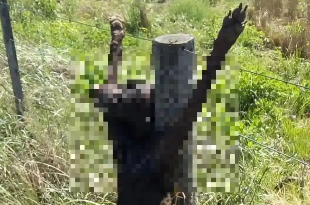 Aberrante: mataron y crucificaron a un perro en una estancia de San Luis