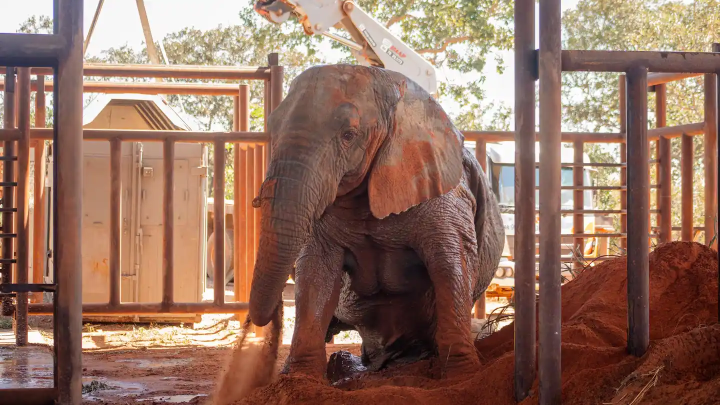 A principios de julio, Kenya había sido trasladada a un santuario de elefantes en Brasil