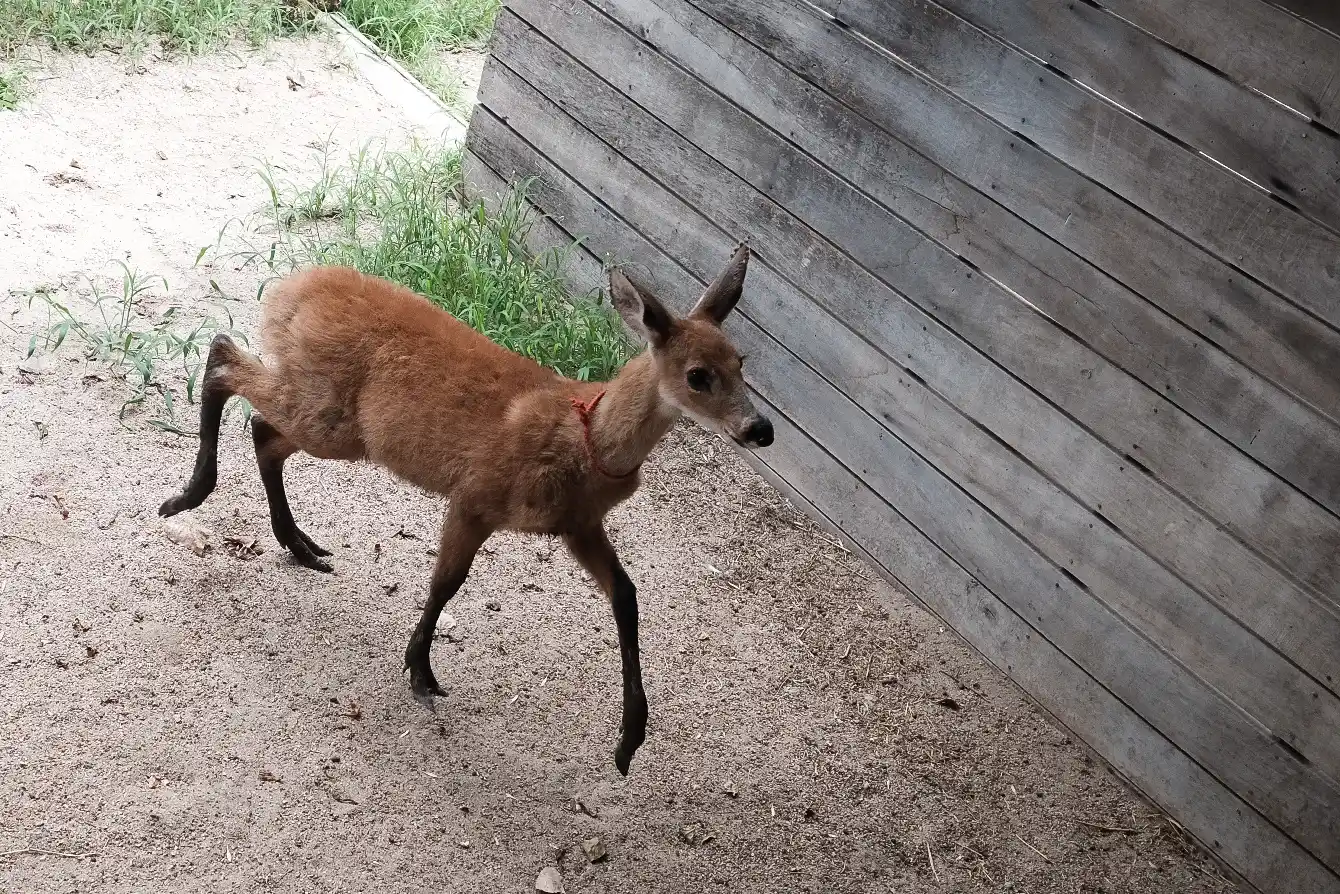 Rescataron a un ciervo de los Pantanos en San Fernando