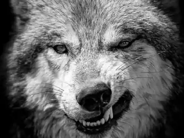 Mi abuela Juana y la Ley Hojarasca