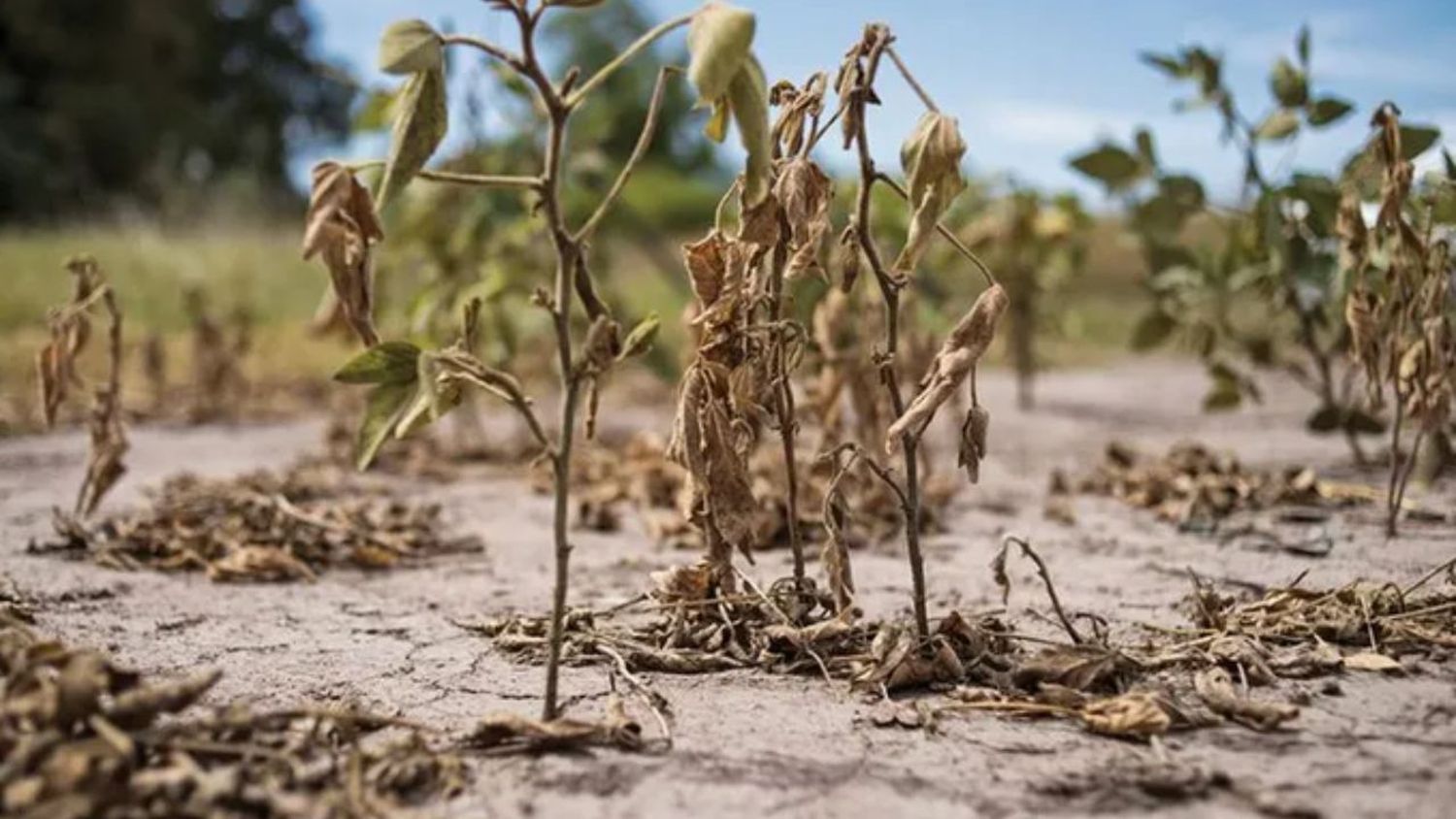 Nuevos recortes para las cosechas de soja y maíz