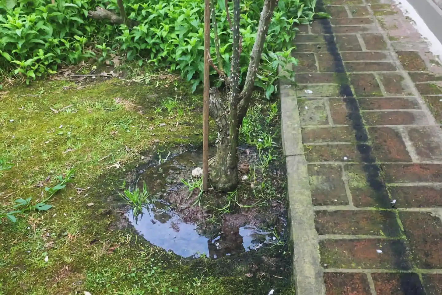 aguas servidas caseros 2400