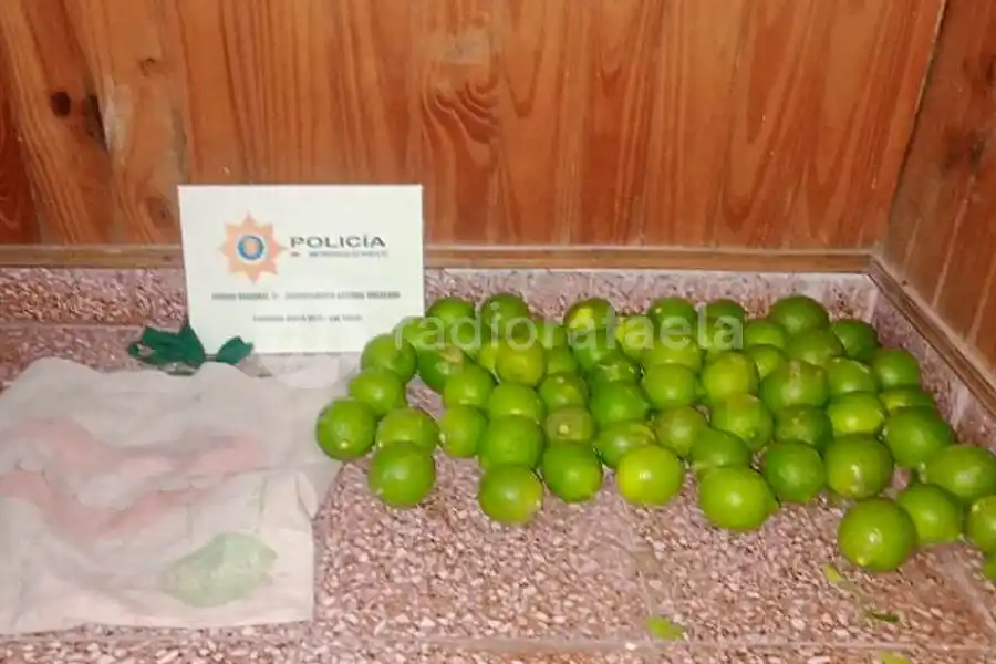 “Si la vida te da limones…”: se metió a un predio municipal y robó gran cantidad de limones