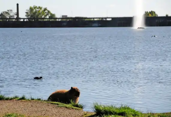 “La defensa activa de los animales y el medioambiente. La responsabilidad es colectiva"