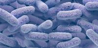 Exploran nuevas estrategias para combatir bacterias resistentes a los antibióticos