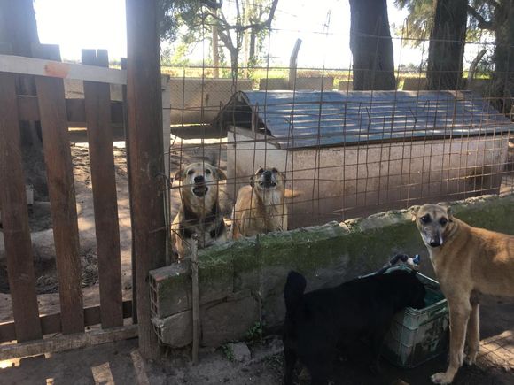 Visitas al Refugio San Pedro: la protectora abre sus puertas por primera vez en el año