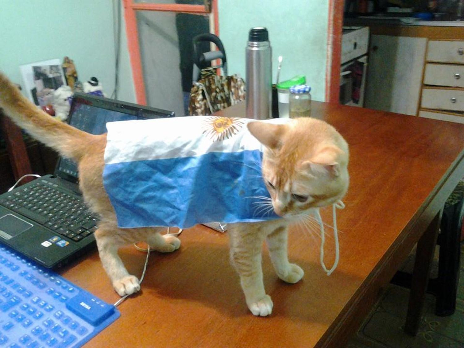 Parece una abogada en debate, pero tiene un año e intenta convencer al perro