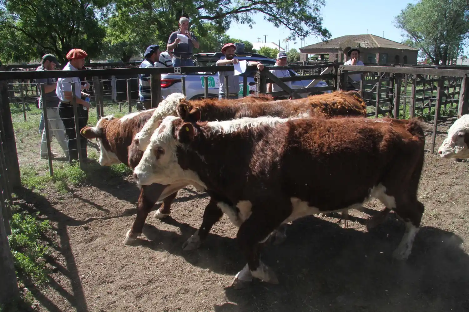 Vacas y toros, otra vez protagonistas de la feria
