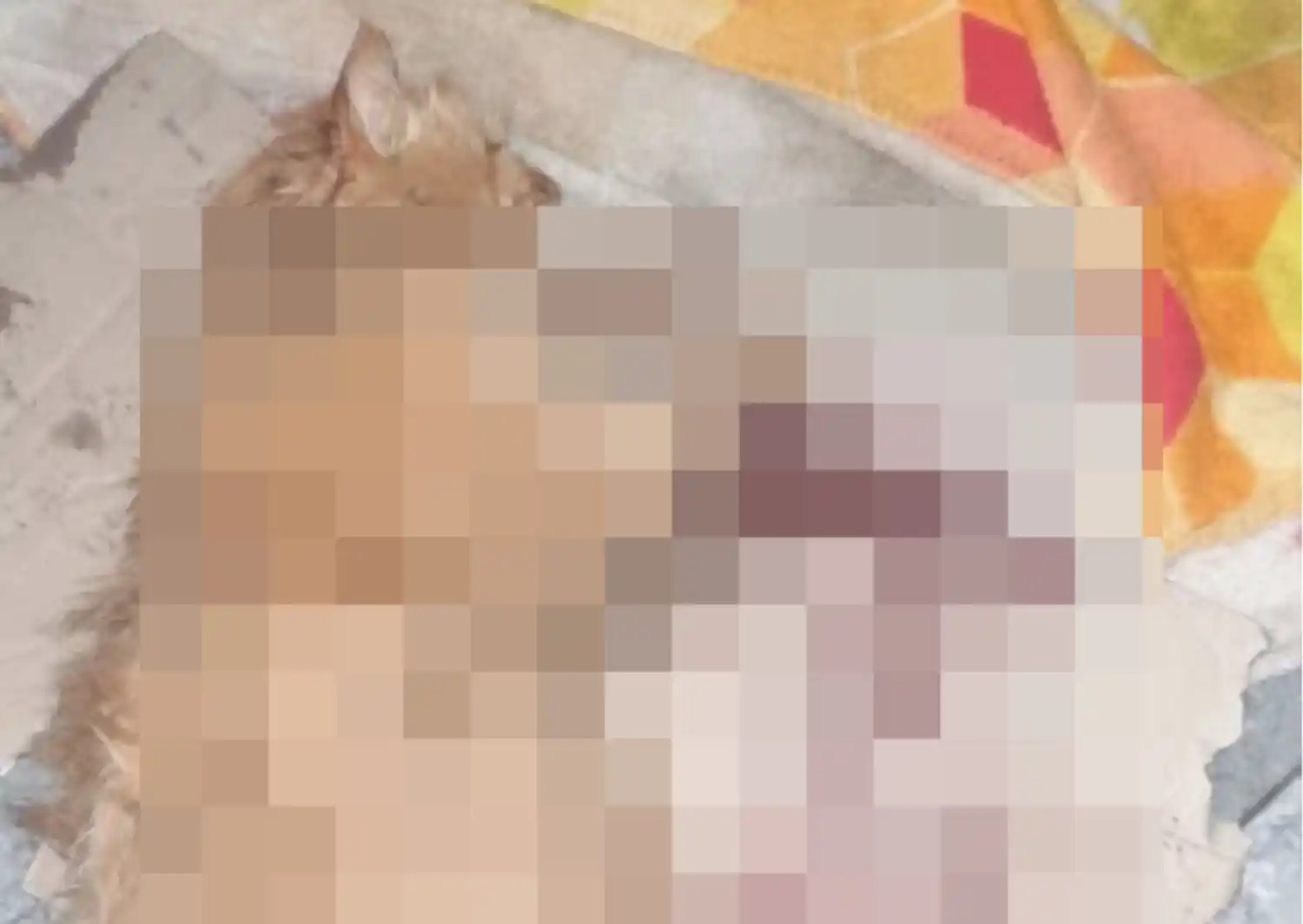 Denuncian a perros pittbull que atacan a mascotas en calle Casella