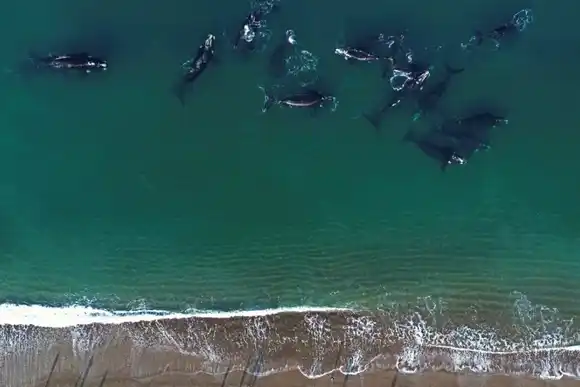 Comienza la temporada de avistaje de ballenas en Puerto Madryn
