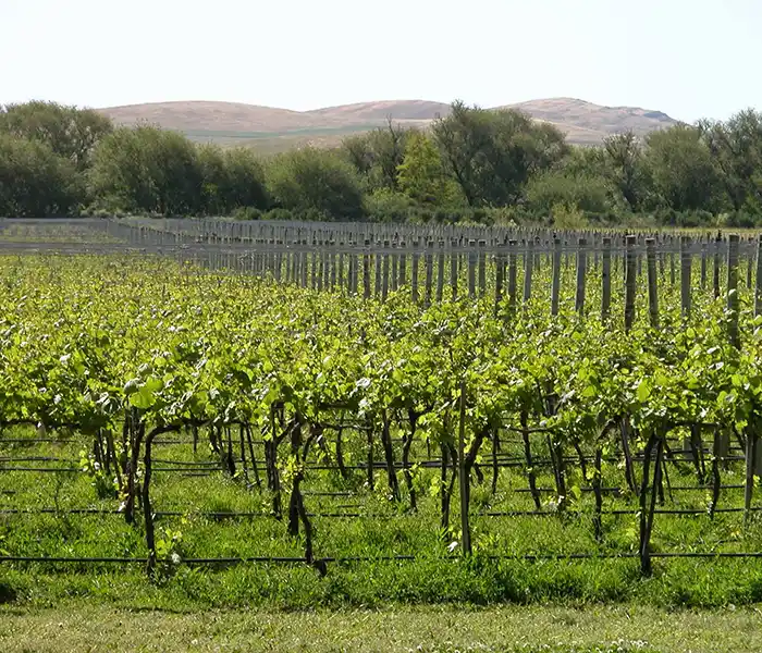 Vinos bonaerenses: ¿en qué distritos de la provincia se pueden visitar bodegas?