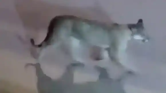 Un puma caminando por Pinamar generó preocupación: “Andan por los montes de Cariló, ¡está lleno!"