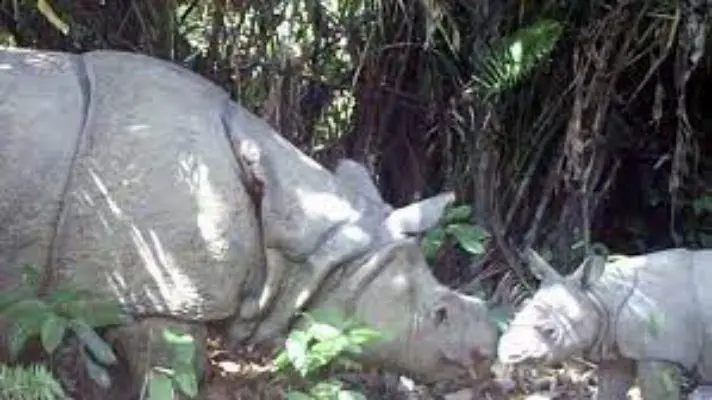 DE LOS MAMÍFEROS MÁS AMENAZADOS: avistan en Indonesia dos crías de rinoceronte de Java