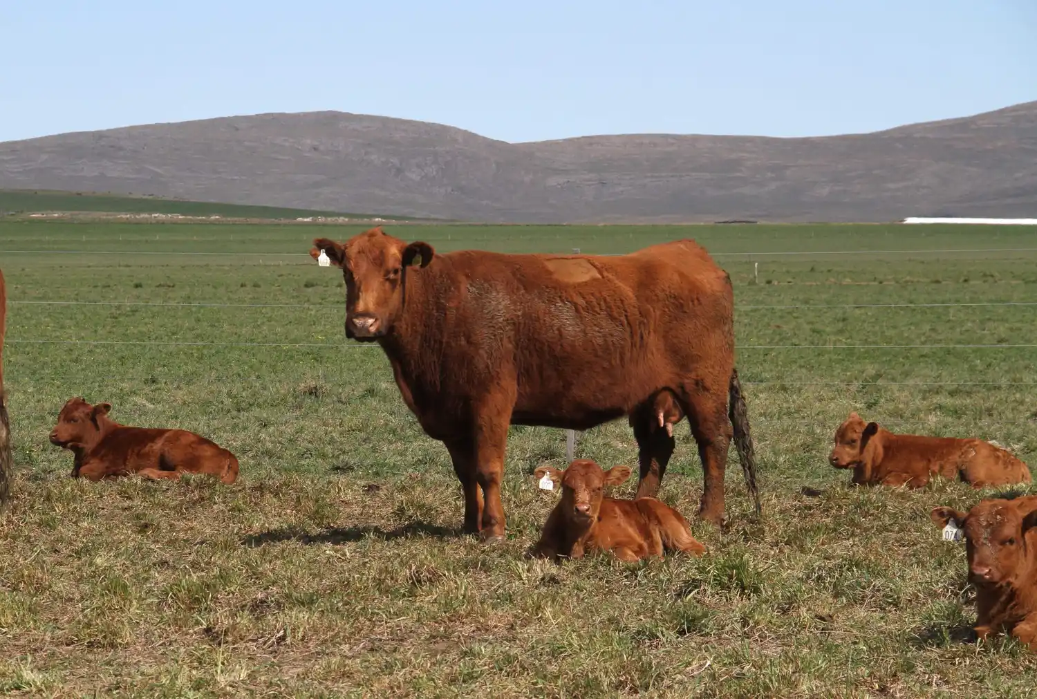 La Primavera Traful tuvo su día de la madre