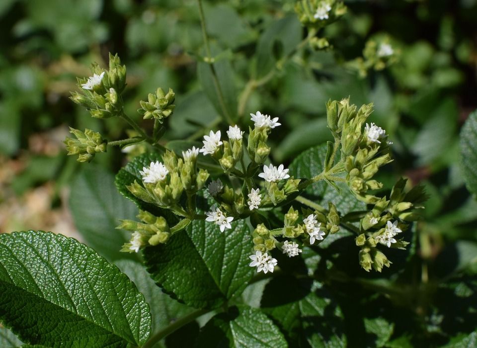 Dile adiós al azúcar con este endulzante natural