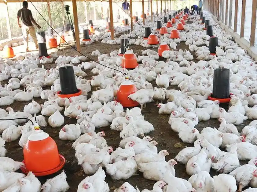 Desde el dinamismo rural, Entre Ríos se abre espacio en el mundo de los negocios agropecuarios
