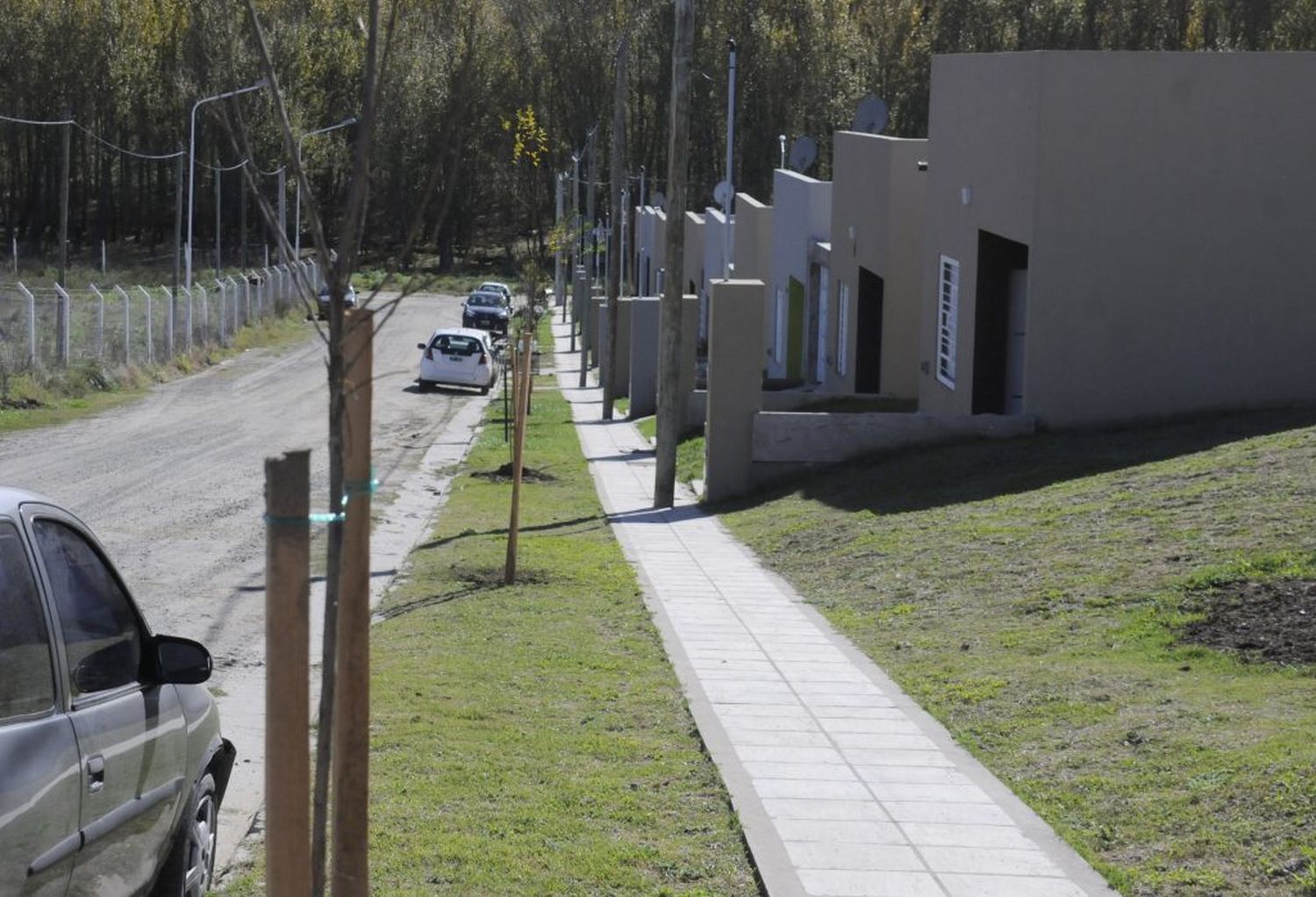 El Municipio continúa con la plantación de nuevos árboles en diferentes zonas