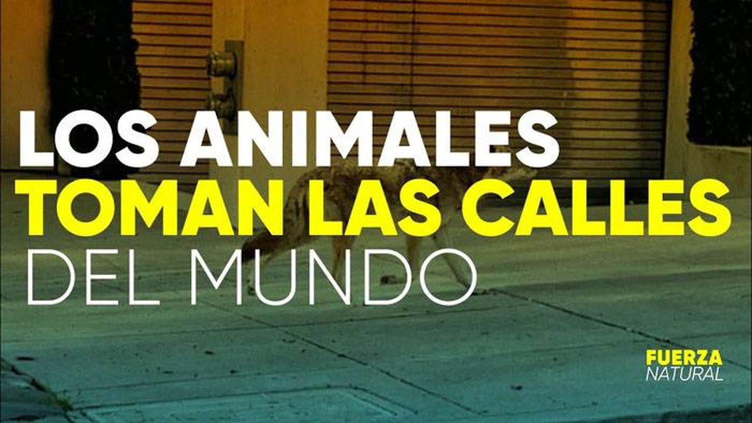 ANIMALES TOMAN LAS CALLES