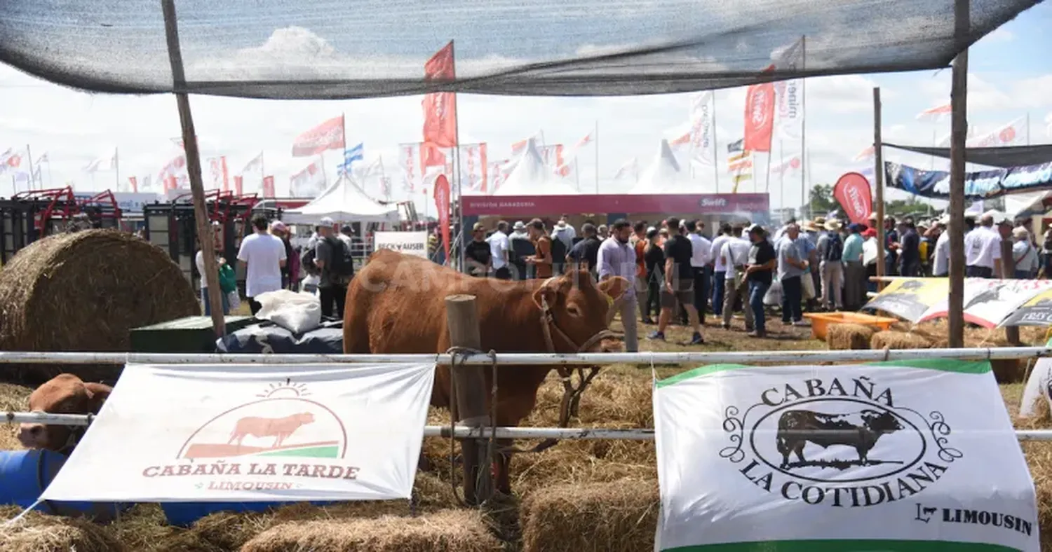 Una vez más la ganadería pisará fuerte en la Expoagro