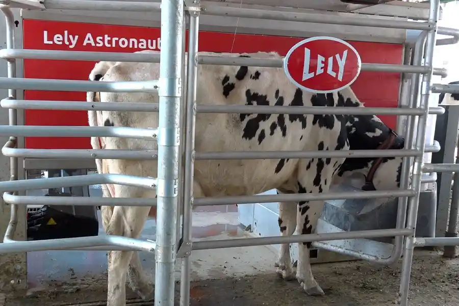 Las vacas llegan voluntariamente hasta el sistema