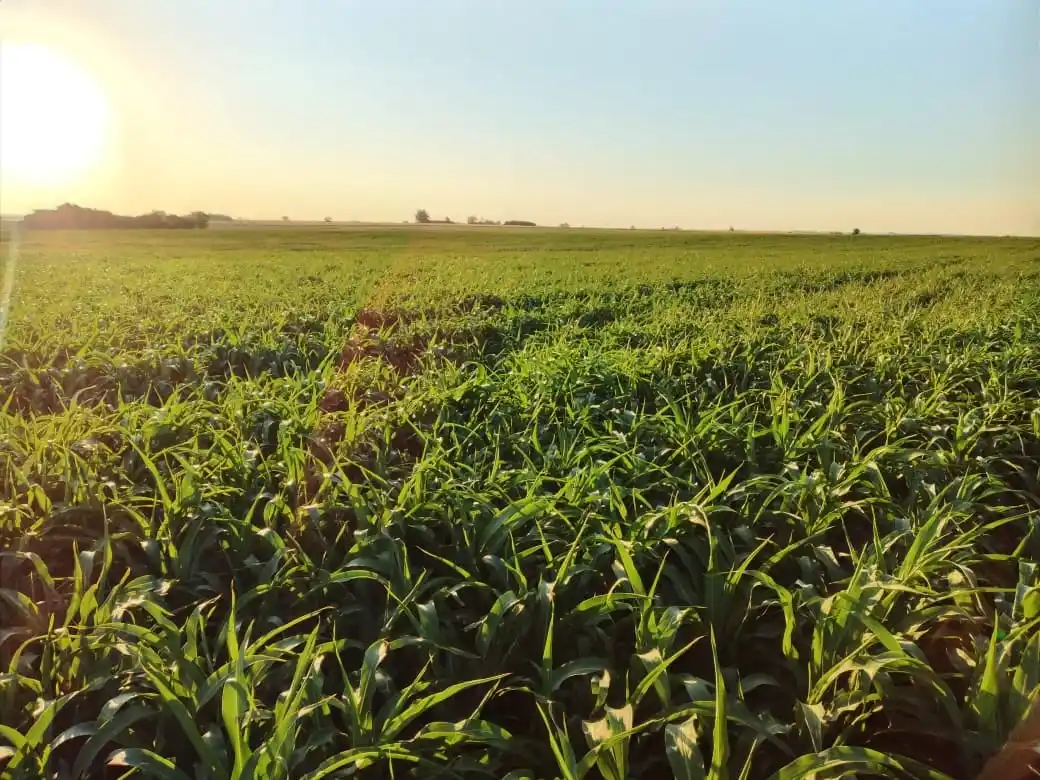 Los rindes estarán muy cercanos al costo de producción