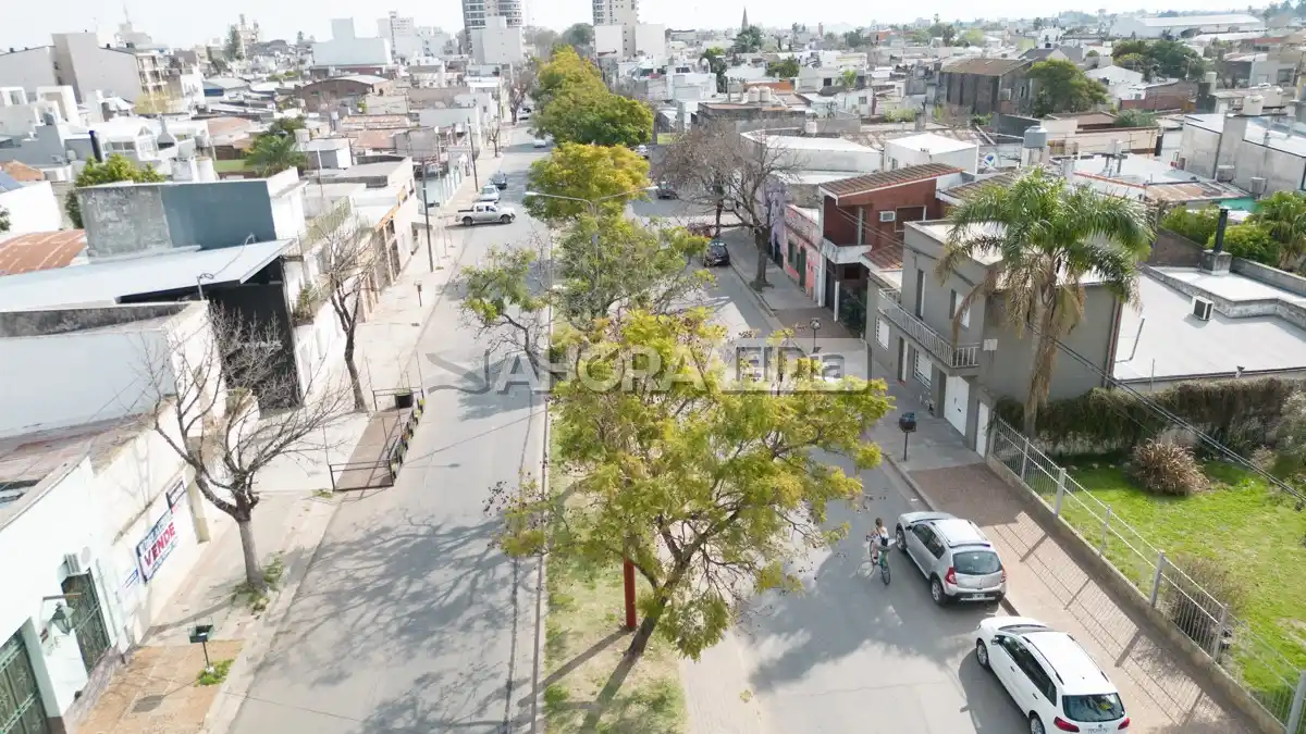 árboles luis n palma - 6