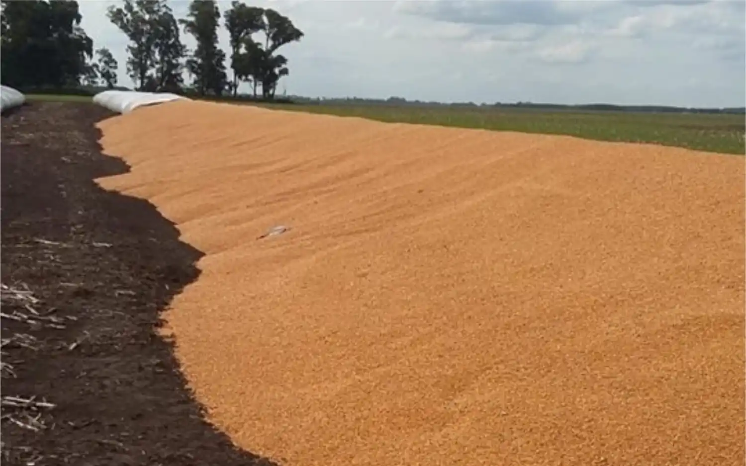 Volvieron los ataques al campo: Denuncian la rotura de silo bolsas en Chascomús