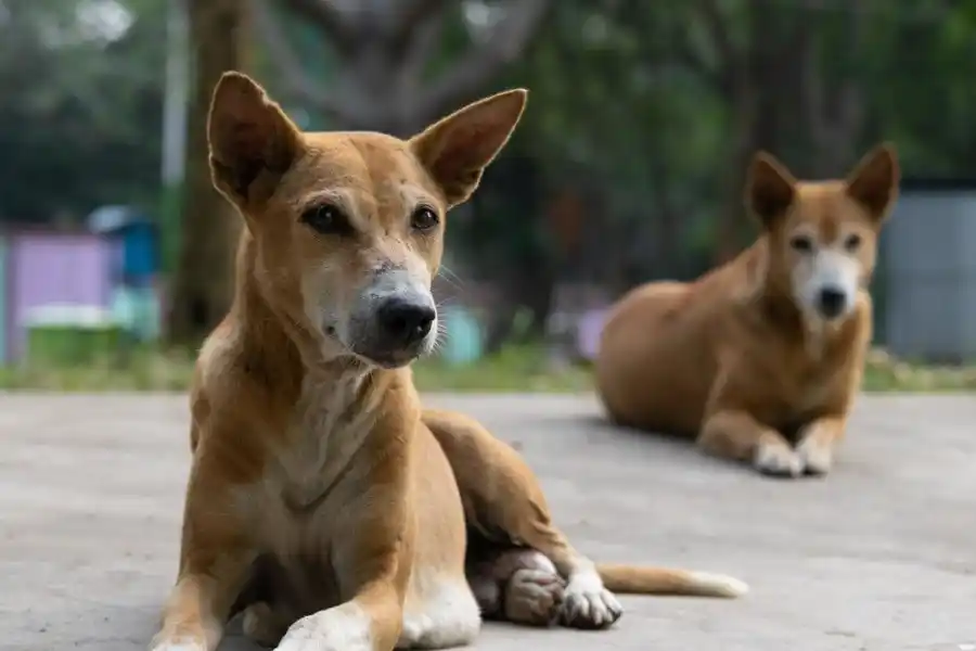VIDEO | Dos perras callejeras salvaron a un hombre de un violento robo: las imágenes recorren el mundo
