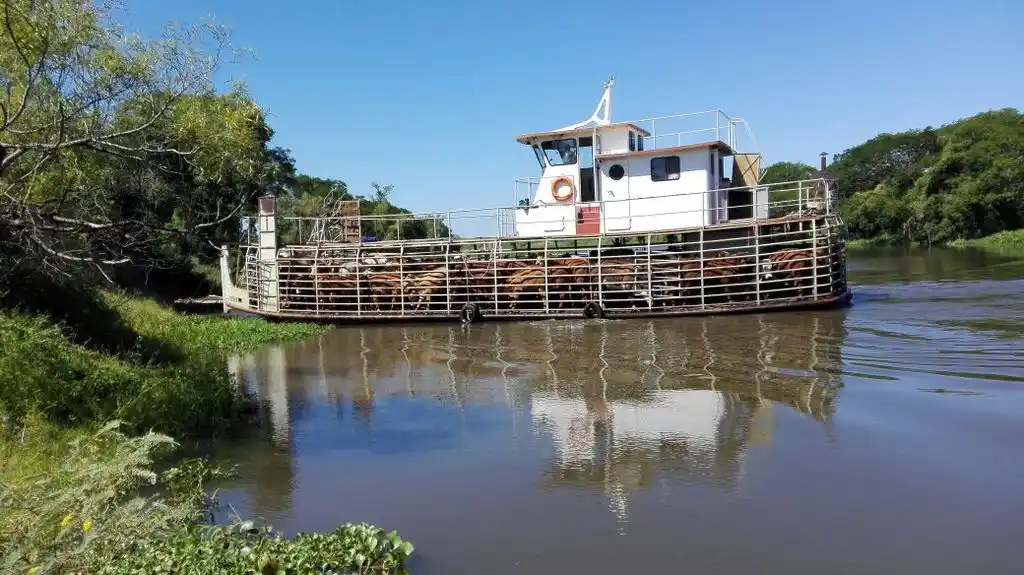 Detectan 16 mil vacunos sobre tierras fiscales del Delta entrerriano