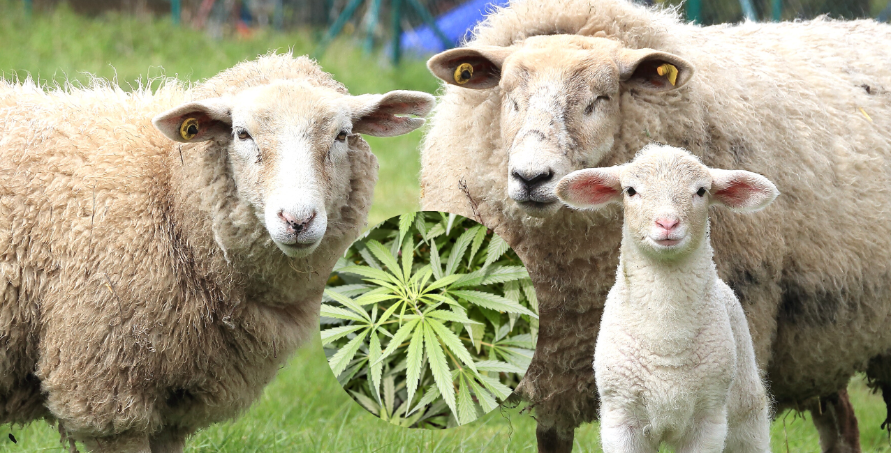¿Qué pasa si un animal come marihuana?