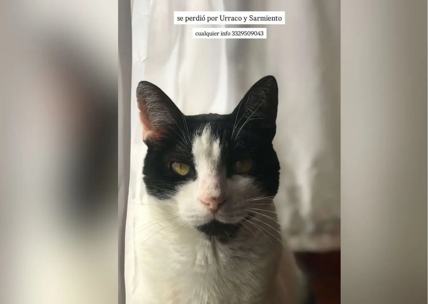 Buscan al gatito Benicio: se perdió por Urraco y Sarmiento