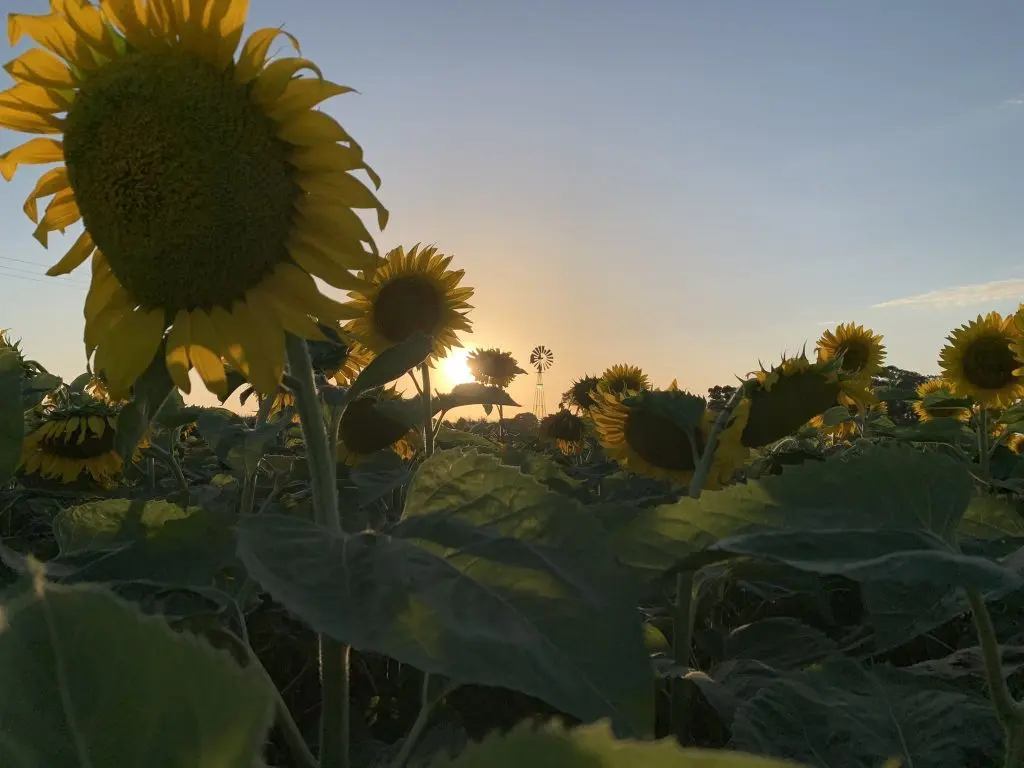 Genética, manejo y densidad, las claves que definen el destino del girasol
