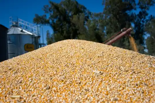 La cosecha alcanzó un récord de 141,5 millones de toneladas de granos