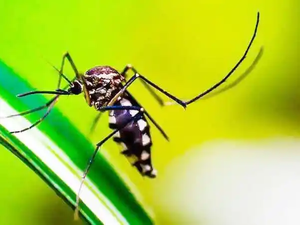 Salud insiste a quienes regresan principalmente de
Brasil que estén atentos a los síntomas de dengue