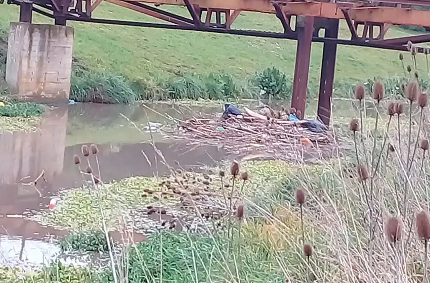 Vecinos se manifiestan y convocan a limpiar dos cauces de agua en zona norte