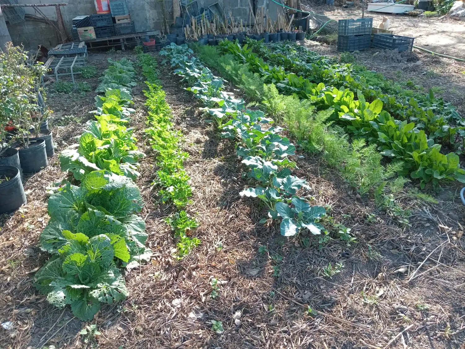 david paniggi apasionado jardinería rafaelo ingeniero agrónomo - 1