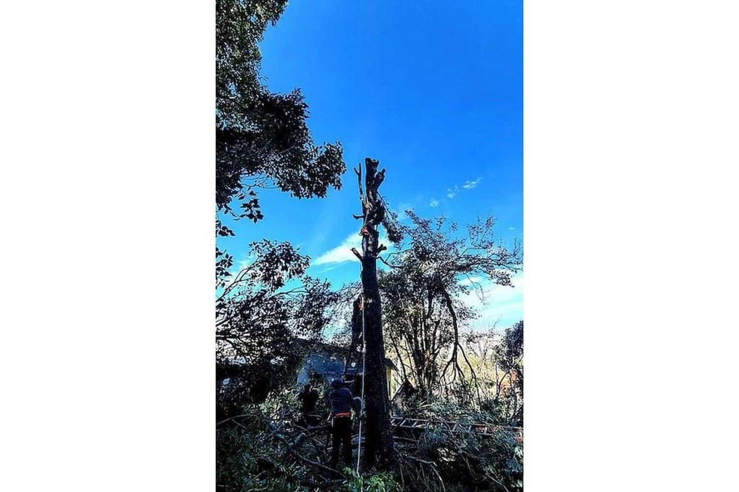 Jardinero atrapado