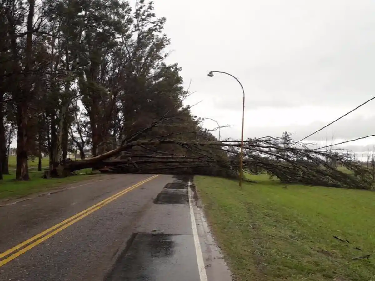 Por precaución, podarán ramas de árboles sobre avenida Maipú