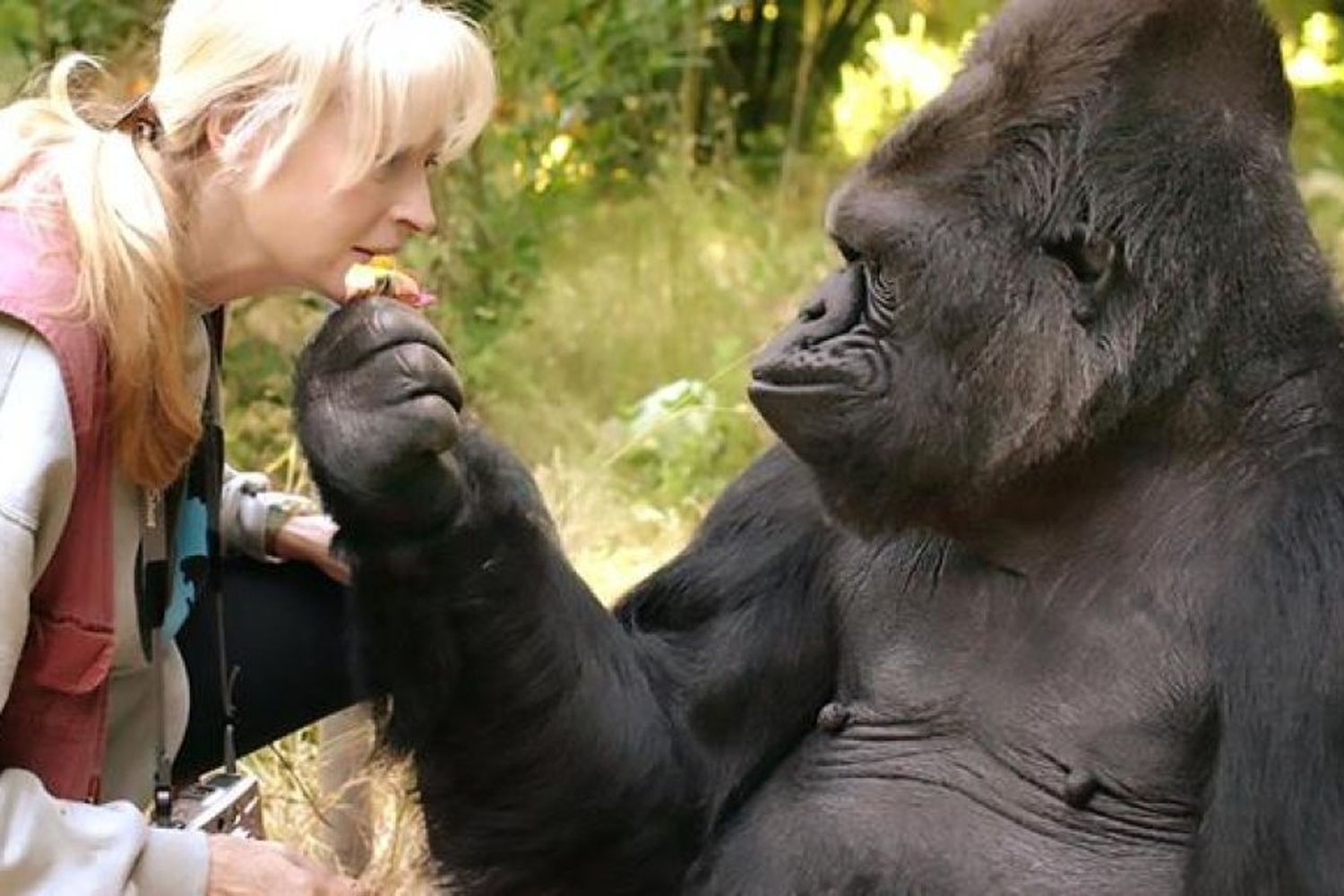 Koko, el gorila que hablaba en señas, falleció a los 46 años.