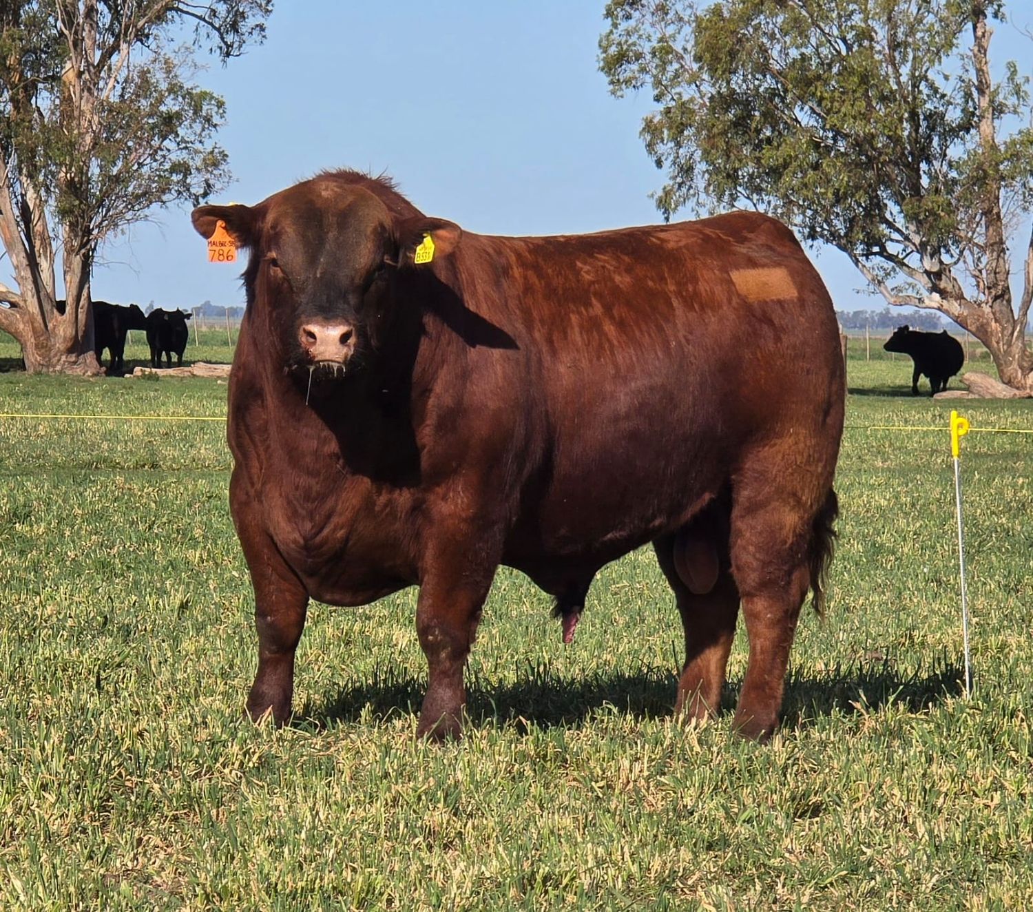 Angus del Sudeste debuta en la pista de la Rural