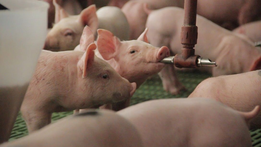 El sector porcino de Entre Ríos define agenda para 2024