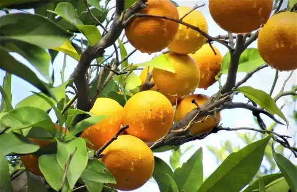 Abrió el registro para productores alcanzados por la emergencia agropecuaria