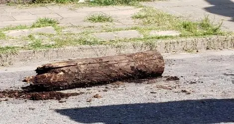Postes podridos de Telecom