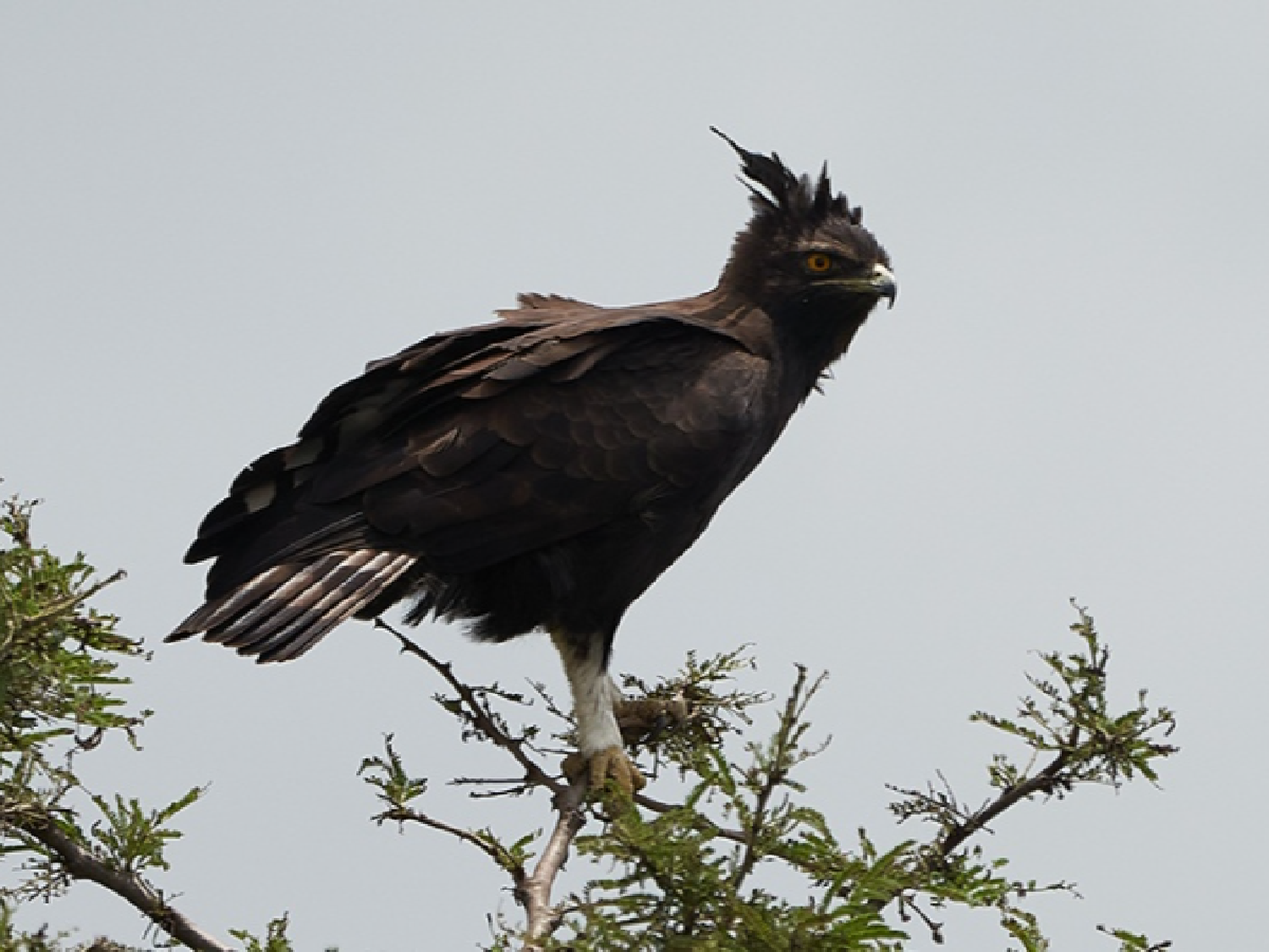 Avistaron dos pichones de águila coronada, un ave en peligro de extinción