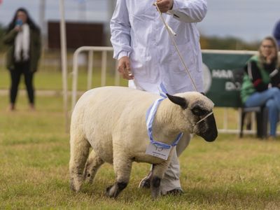 ExpoVenado 2025 se prepara para vivir el Día Hampshire Down