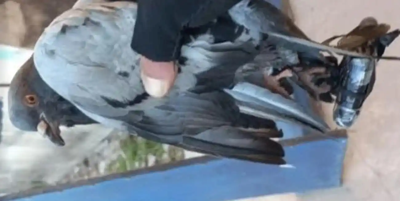 Por enésima vez, una paloma, elementos que se le cuelgan y la cárcel de Coronda se relacionan entre sí.